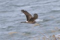 Hen harrier in flight over the riverside Royalty Free Stock Photo