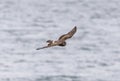 Hen harrier in flight over the riverside Royalty Free Stock Photo