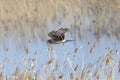 Hen harrier in flight over the riverside. Royalty Free Stock Photo