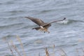 Hen harrier in flight over the riverside Royalty Free Stock Photo
