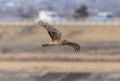 Hen harrier in flight over the riverside Royalty Free Stock Photo