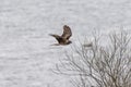Hen harrier in flight over the riverside. Royalty Free Stock Photo