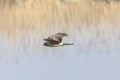 Hen harrier in flight over the riverside. Royalty Free Stock Photo