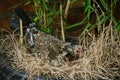 Hen hatching eggs in a nest Royalty Free Stock Photo