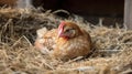 Hen hatching eggs in nest of straw inside chicken coop. Generative AI