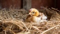 Hen hatching eggs in nest of straw inside chicken coop. Generative AI