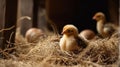 Hen hatching eggs in nest of straw inside chicken coop. Generative AI