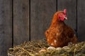 hen hatching eggs in nest of straw inside chicken coop Royalty Free Stock Photo