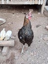 The hen and her chicks are dining out of the coop Royalty Free Stock Photo