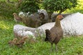 Hen with her little young chicken family near by in the garden,
