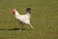 Hen in a hurry