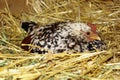 the hen incubates eggs in the nest. poultry farm.