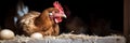 Hen incubating eggs in the straw in the coop on a farm