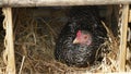 Hen incubating eggs in the straw in the coop