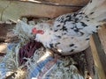 a hen incubating her eggs in a box Royalty Free Stock Photo