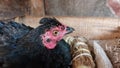 hen incubating her eggs in the coop Royalty Free Stock Photo