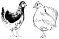 Hen ink illustrations. Birds monochrome black and white drawings set. Poultry farm animals theme. Sketchy simple minimal style.