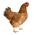Hen isolated on white Royalty Free Stock Photo