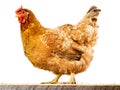 Hen isolated on white Royalty Free Stock Photo