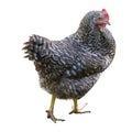 Hen isolated on white, black and white feathered hen, red comb