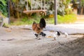 Hen with its baby chick in back garden Royalty Free Stock Photo