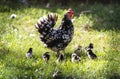 Hen with its baby chicks in grass Royalty Free Stock Photo