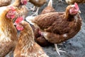 Hen in large flock of chickens, free range brown hens of sustainable farm outdoor in chicken garden Royalty Free Stock Photo