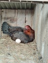 A hen laying egg. Royalty Free Stock Photo