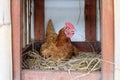 Hen laying egg Royalty Free Stock Photo