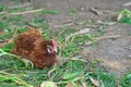 Hen laying egg in the farm Royalty Free Stock Photo
