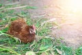 Hen laying egg in the farm Royalty Free Stock Photo