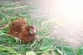 Hen laying egg in the farm Royalty Free Stock Photo