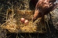 A hen laying eggs in its nest Royalty Free Stock Photo