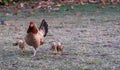 Hen with her chicks following behind