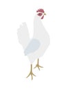 Hen Leghorn