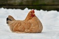 Hen lie resting on snow in wintery landscape.