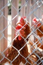 Hen looking from behind a wire fence Royalty Free Stock Photo