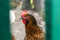 Hen looking through gap behind fence in chicken enclosure Royalty Free Stock Photo
