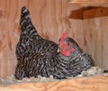 A hen is laying an egg Royalty Free Stock Photo