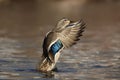 A Hen Mallard Duck Flapping Wings in Fall Royalty Free Stock Photo