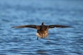Hen Mallard Duck Flying Over a Blue Lake Royalty Free Stock Photo