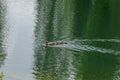 A hen mallard duck or Anas platyrhynchos and their duckling with brown feathers swimming on a lake