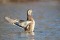 Hen Mallard Duck Flaps it`s Wings in Fall Royalty Free Stock Photo