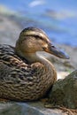 The Hen Mallard Duck Relaxes in the Shade Royalty Free Stock Photo