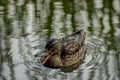 A hen mallard duckling with brown feathers swim in lake