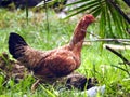 Hen on the move in the green field Royalty Free Stock Photo