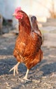 Hen Royalty Free Stock Photo