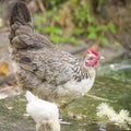 Hen in nature, freeroaming hen in garden