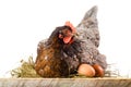 Hen in nest with eggs isolated on white