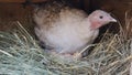 Hen in nest with eggs. hen on the nest Royalty Free Stock Photo